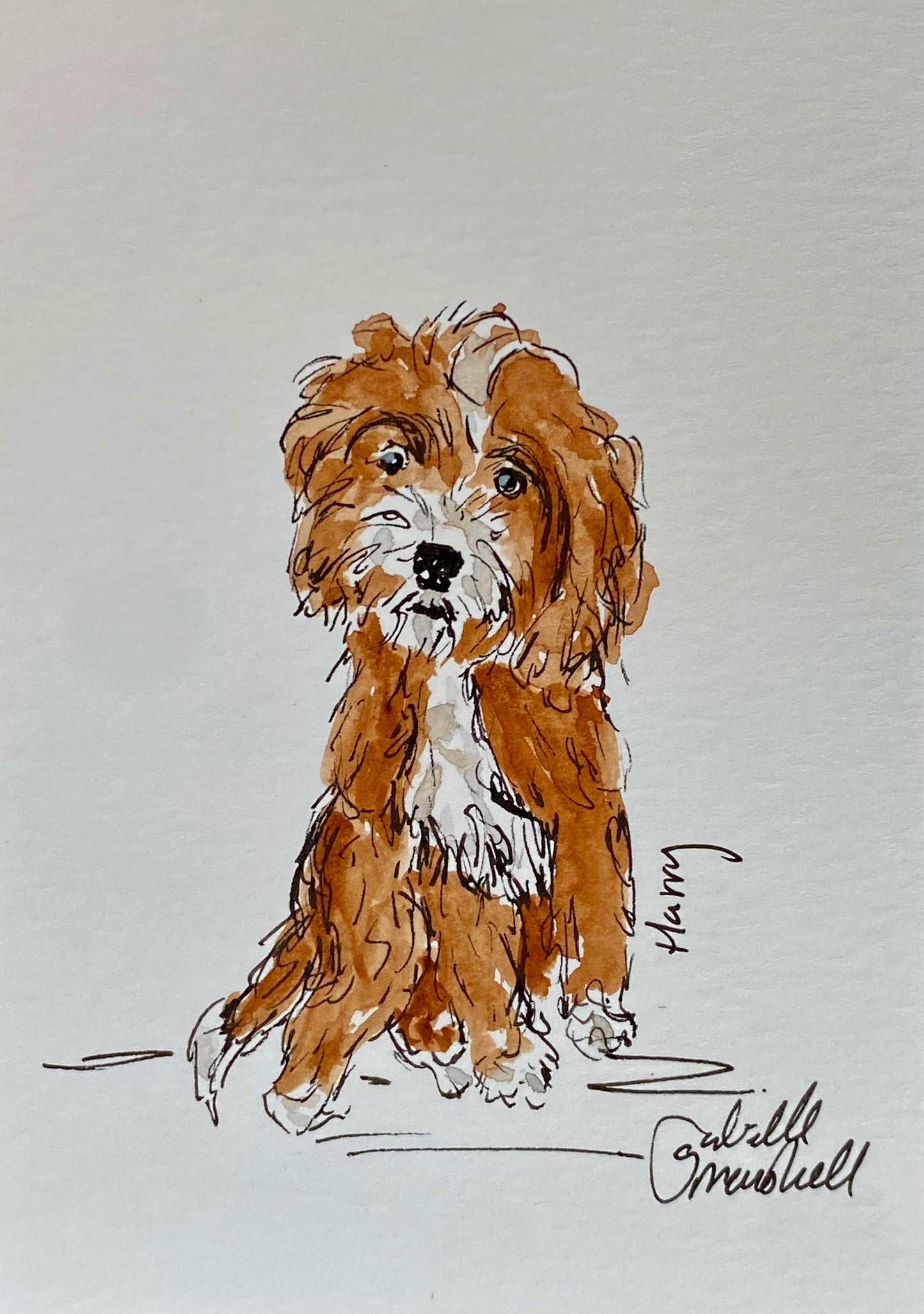 Pet Sketch